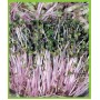 Кольраби розовая Органик